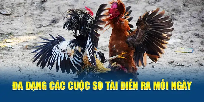 Đa dạng các cuộc so tài diễn ra mỗi ngày