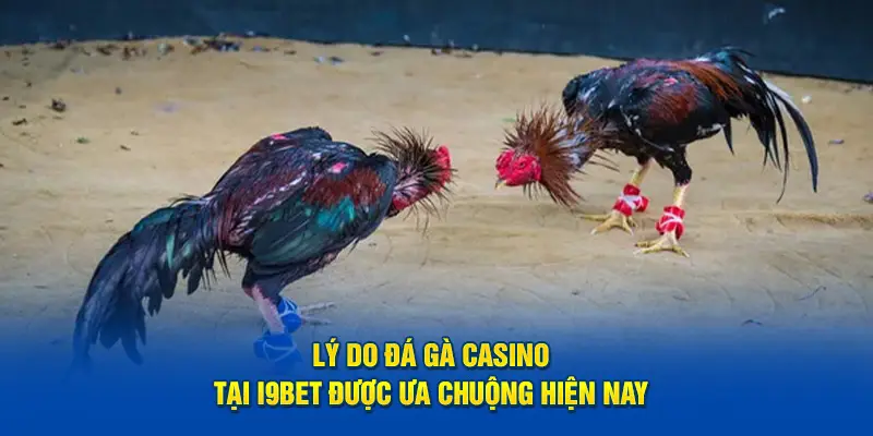 Lý do đá gà casino tại I9bet được ưa chuộng hiện nay 