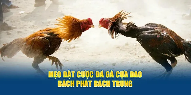 Mẹo đặt cược đá gà cựa dao bách phát bách trúng