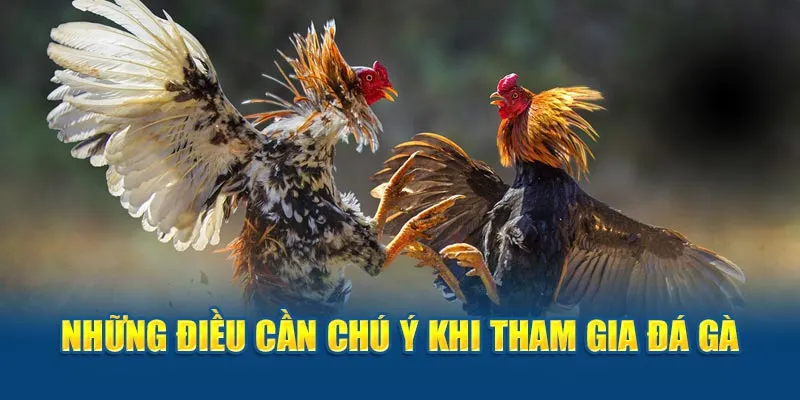 Những điều cần chú ý khi tham gia đá gà Campuchia