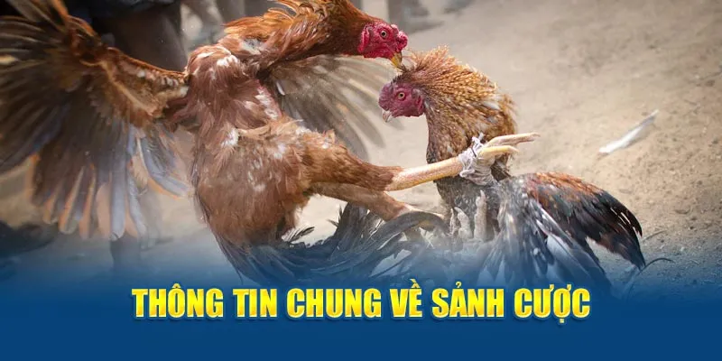 Thông tin chung về sảnh cược